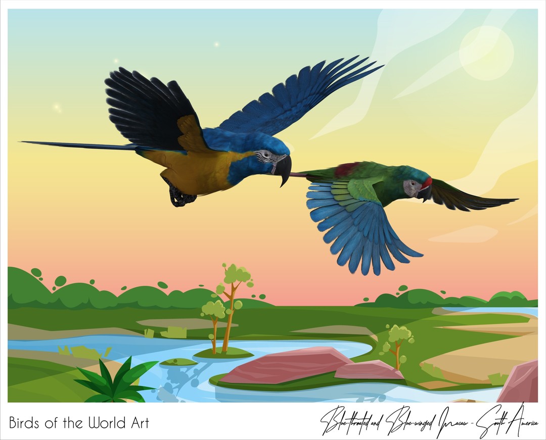 Birds of the World Art presents: Blue-throated and Blue-winged Macaw from South America