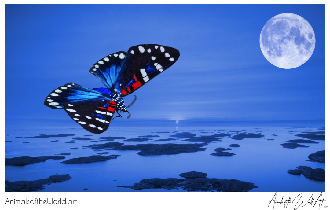 Animals of the World Art presents: Faithful Beauty Moth