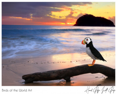Birds of the World Art presents: Horned Puffin from North Pacific