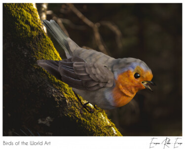 Birds of the World Art presents: European Robin from Europe 