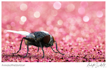 Animals of the World Art presents: Housefly