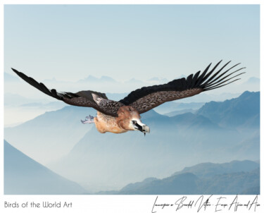 Birds of the World Art presents: Lammergeier or Bearded Vulture from Europe, Africa and Asia