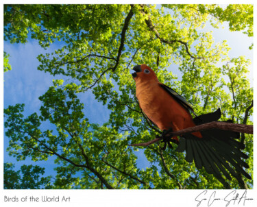 Birds of the World Art presents: Sun Conure (endangered) from South America