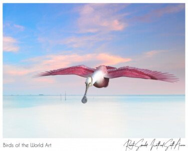 Birds of the World Art presents: Roseate Spoonbill from North and South America