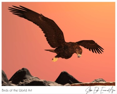Birds of the World Art presents: Steppe Eagle from Eurasia and Africa