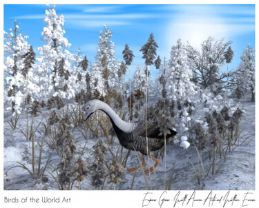 Birds of the World Art presents: Emperor Goose from North America, Arctic and Northern Eurasia